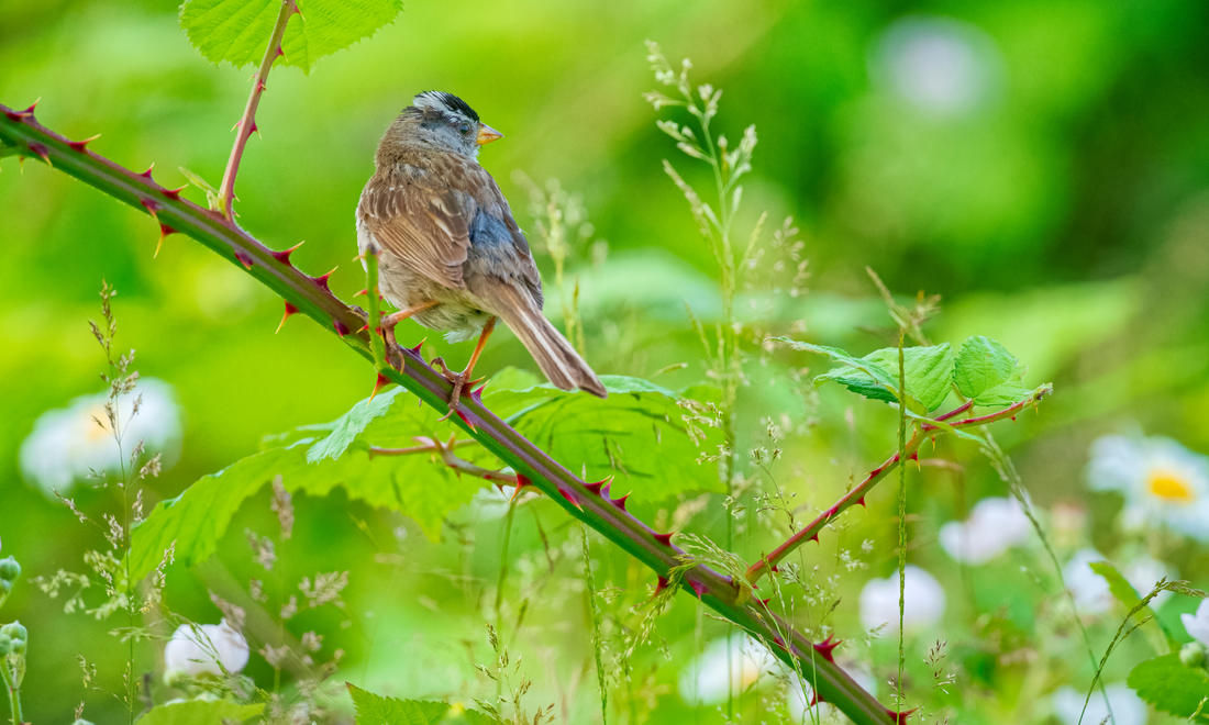 The Benefits of Birdsong for Wellbeing: Why Listening to Birds Can Help Us Feel Calmer