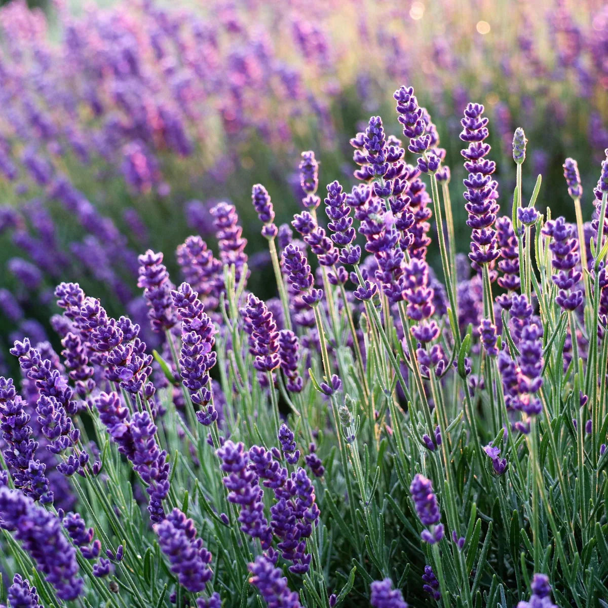 Why Lavender Still Knows Best: A Return to Rest