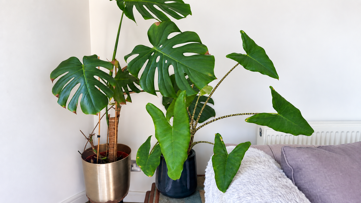 Do Houseplants Grow Better Together?