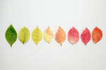Save - Autumn Bundles